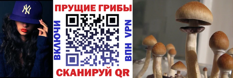 shop клад  Питкяранта  Псилоцибиновые грибы Magic Shrooms  ссылка на мегу вход 